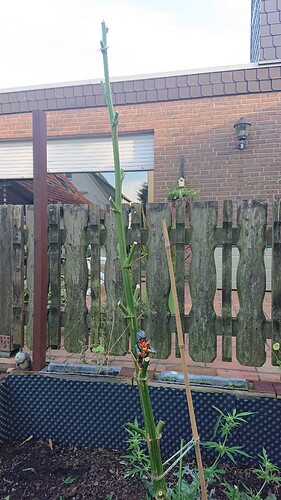 Growreport Bild 5