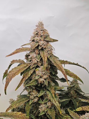 MVIMG_20251125_180617