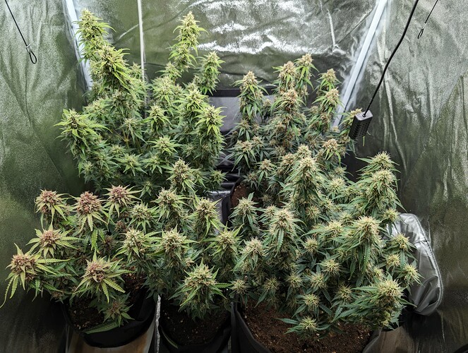 Growreport Bild 1