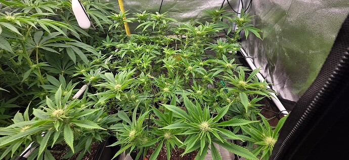 Growreport Bild 1