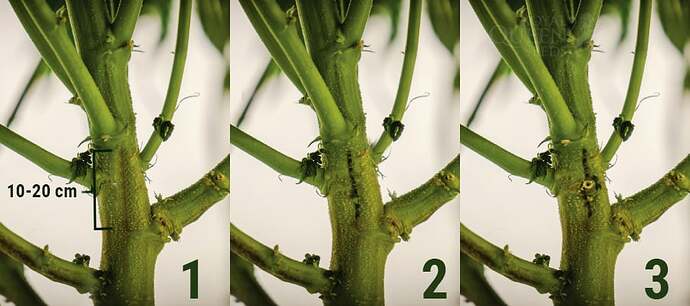 HOW TO SPLIT THE STEMS OF YOUR CANNABIS PLANT