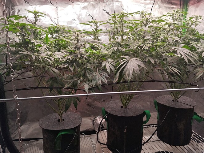 Growreport Bild 2