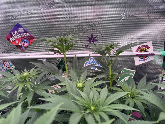 Growreport Bild 19