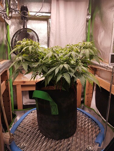 IMG_20241105_195844 - Kopie