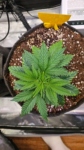 Growreport Bild 4