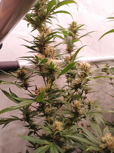 Growreport Bild 8