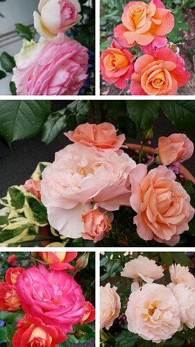 20250506_142903-COLLAGE