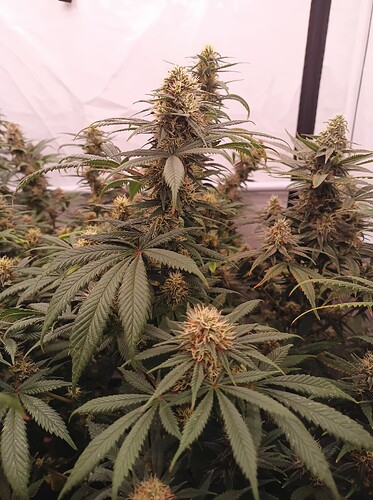 Growreport Bild 29