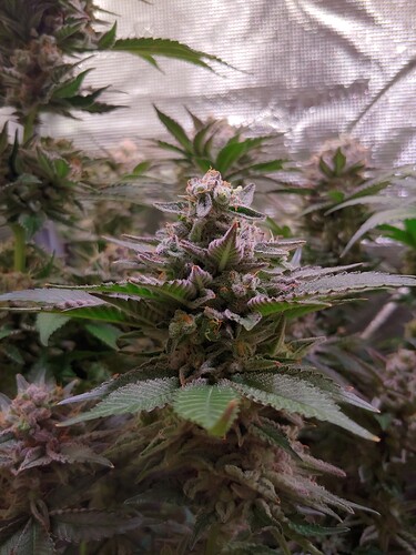 Growreport Bild 3