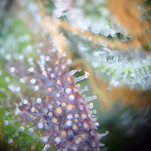 Growreport Bild 19
