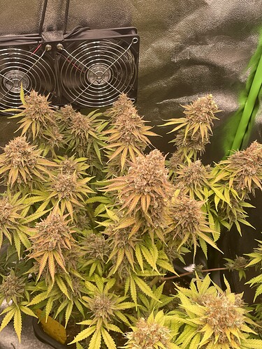 Growreport Bild 3