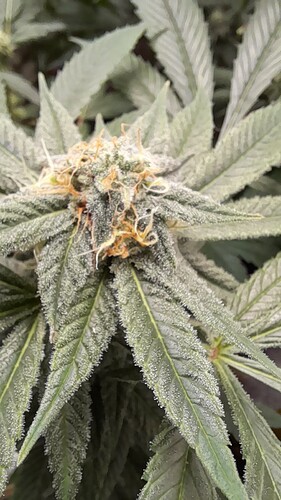 Growreport Bild 3