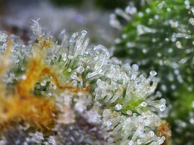 Growreport Bild 10