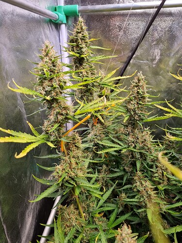 Growreport Bild 18