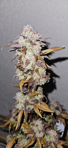 Growreport Bild 2