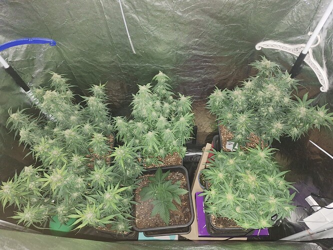 Growreport Bild 9