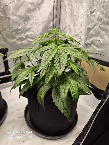 Eine junge Cannabis-Pflanze in einem schwarzen Stofftopf in einem Growzelt.
