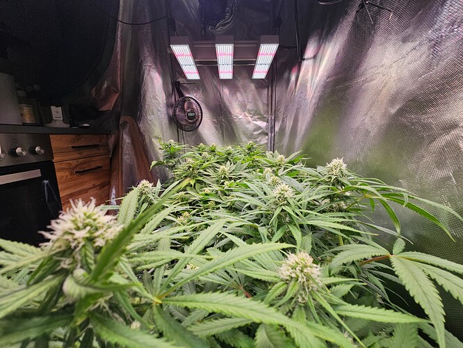 Growreport Bild 5