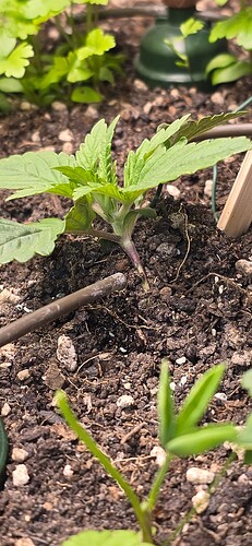 Growreport Bild 6