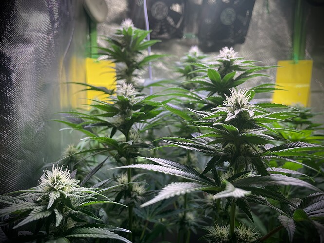 Growreport Bild 5