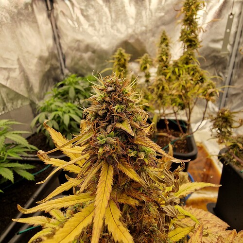 Growreport Bild 2