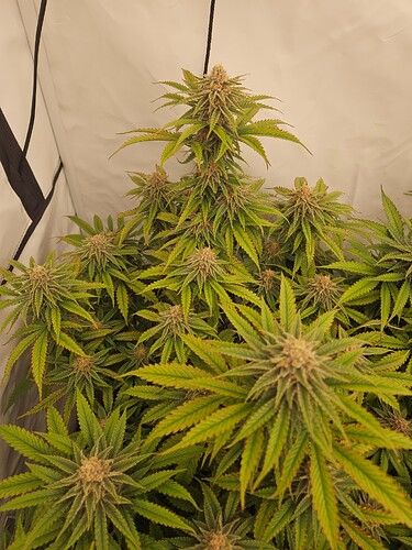 Growreport Bild 13