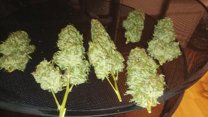 Growreport Bild 33