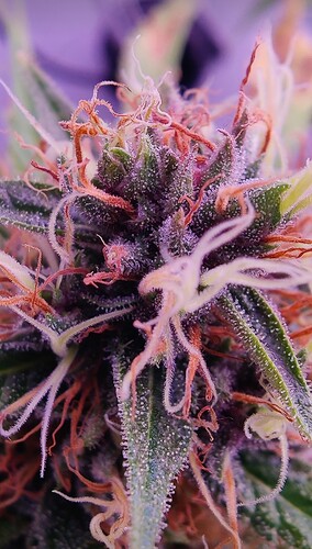 Growreport Bild 6