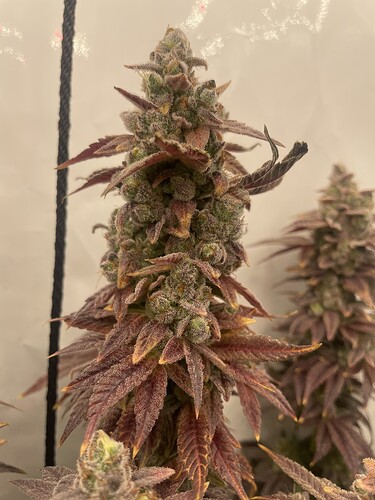 Growreport Bild 8