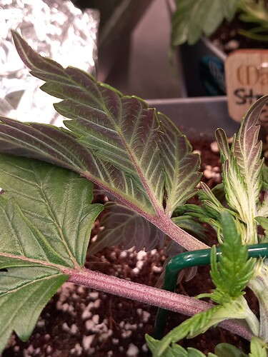Growreport Bild 6