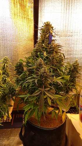 Growreport Bild 42