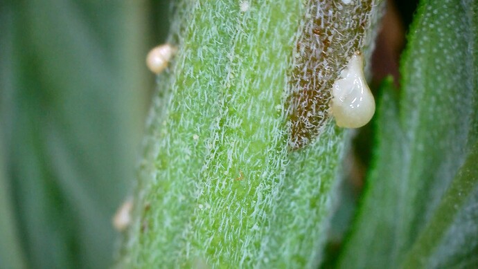 Growreport Bild 3