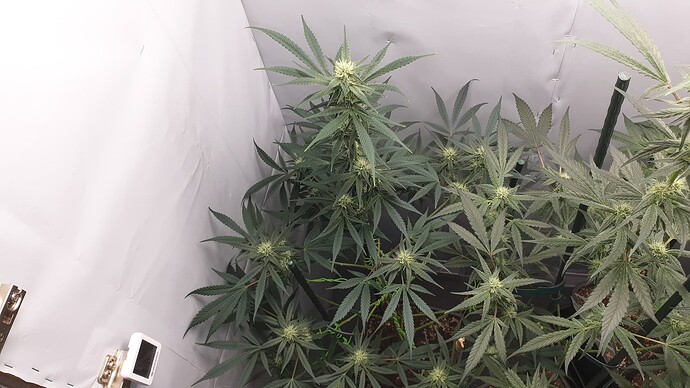 Growreport Bild 1