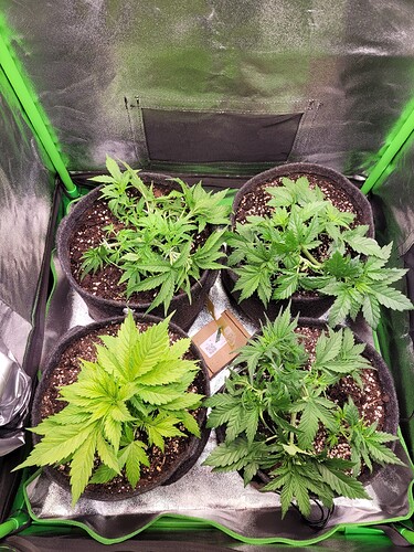 Growreport Bild 4