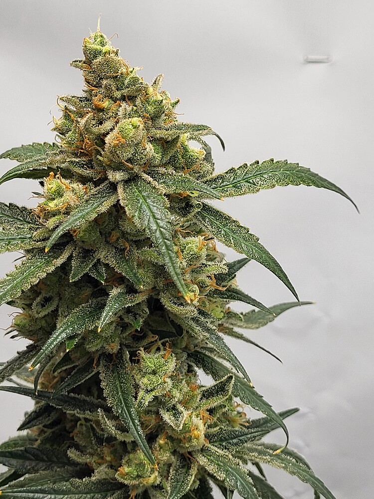 **MAMBO NUMBER 5** SOUR OG KUSH By GANJAFARMER 👨‍🌾