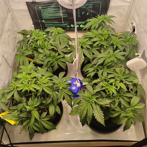 Growreport Bild 1