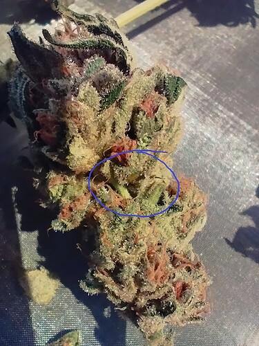 Growreport Bild 4