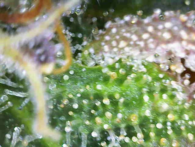 Growreport Bild 4