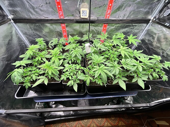 Growreport Bild 7