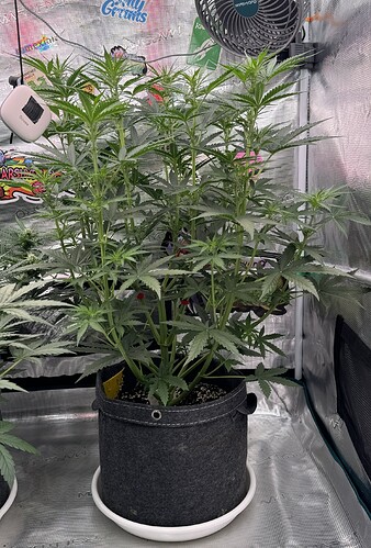 Growreport Bild 32