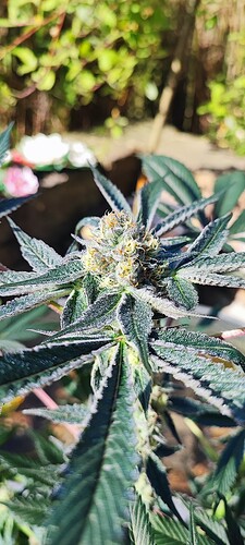 Growreport Bild 7