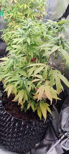 IMG_20251119_231315918_HDR