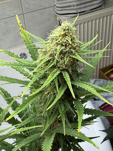 Growreport Bild 12