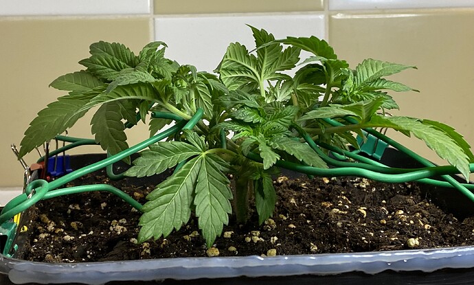 Growreport Bild 32