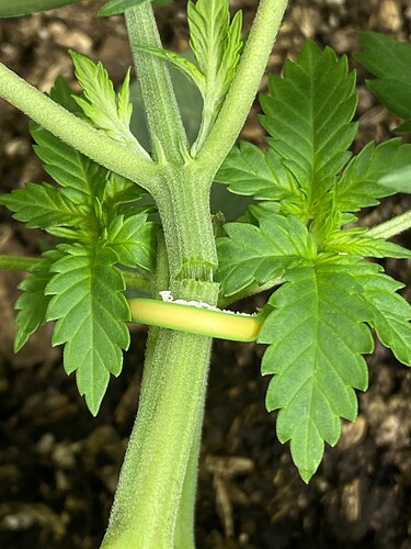 Growreport Bild 22