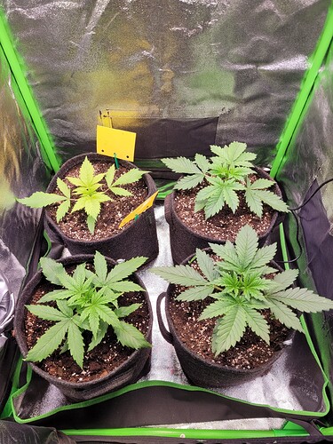 Growreport Bild 6