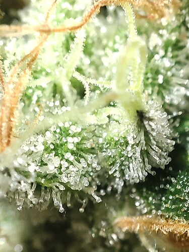 Growreport Bild 107