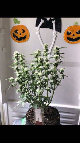 Growreport Bild 57