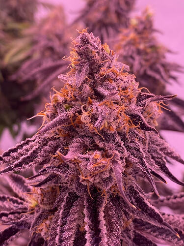 Growreport Bild 5