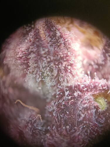 Growreport Bild 4